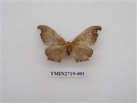 藏品(尺蛾270)的圖片